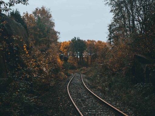 empty railroad between of forest trees